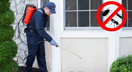 Pancar Gümüşkurt İlaçlama böcek ilaçlama ve haşere kontrolü — ilaclama-tr.com